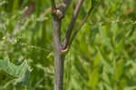 Pale Indian plantain